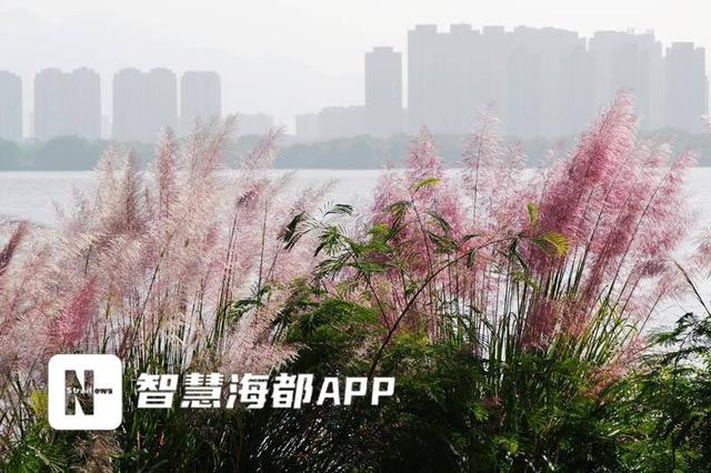 福州这两个公园的粉黛乱子草、芦苇荡进入最佳观赏期