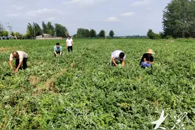1800余位村民靠套种西瓜奔上“富裕路”图片