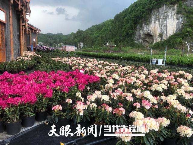 科技赋能“高山精灵”!贵州云上杜鹃让世界看见毕节花卉力量