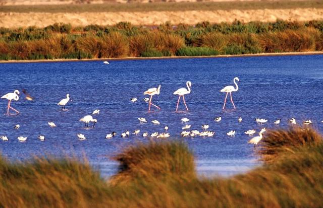 直播预告：四天联播西班牙国家公园系列之多尼亚纳