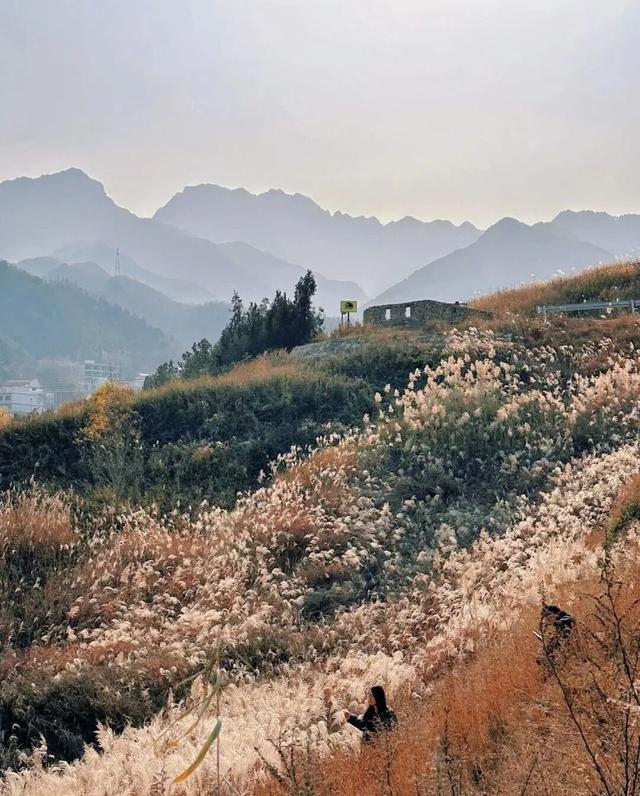 绒白胜雪！西安的芦苇仙境，氛围感拉满
