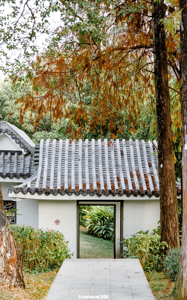 深圳落羽杉！红！了！