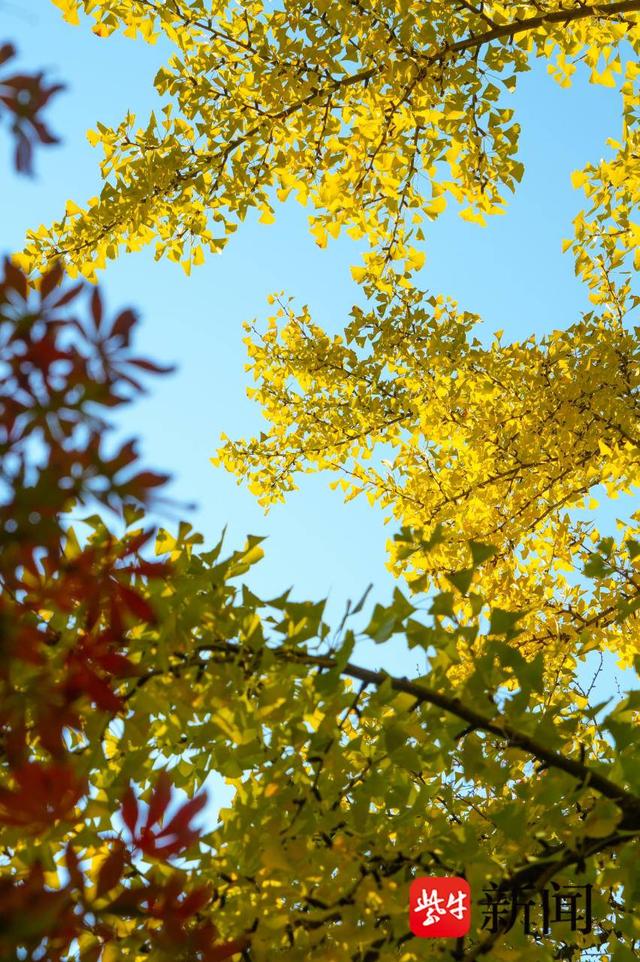 银杏季来了！解锁古城限定冬日玩法