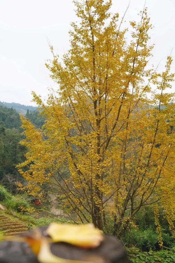 醉美秋色！福州鼓岭迎来“颜值巅峰”期！