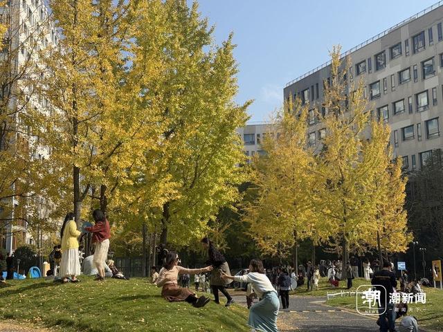 清吟街银杏正在变色，科技园里已落叶成诗，杭州秋日限时款美景渐入佳境