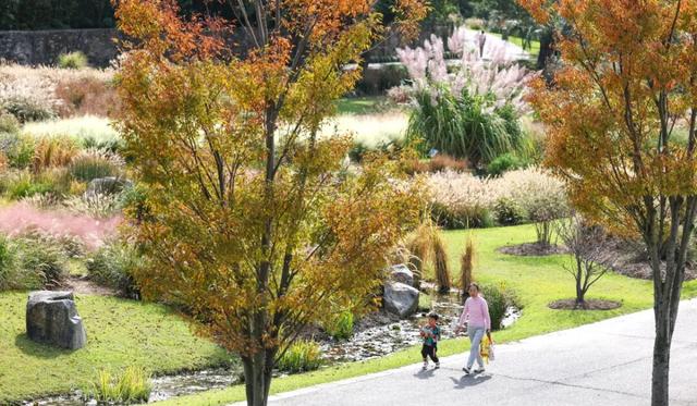辰山植物园秋意正浓，快去欣赏这份限定秋日画卷