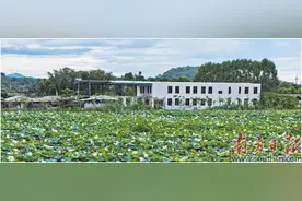 莲子变“金豆” 荷香促振兴图片