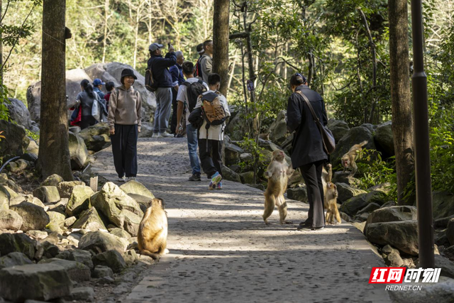 张家界十里画廊“猴趣”盎然，猕猴群成峡谷灵动风景线