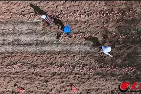 滨州邹平市黄山街道：红薯喜丰收 致富添“薯”光图片