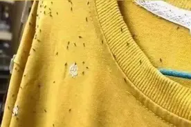 出门衣服上总有小飞虫？那是因为你穿了这些颜色上身图片