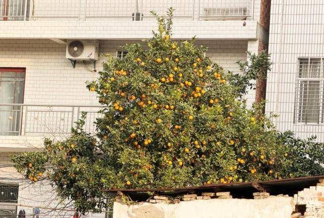 风光正好！来天门邂逅冬日暖阳