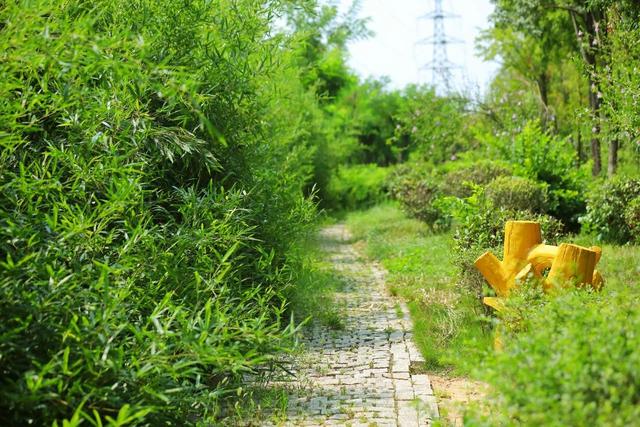 解锁避暑新去处 竹林秘境寻清凉