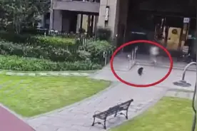 突然冲出！7岁女童在小区被狗咬伤，物业最新回应图片