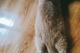 宠物险热度持续升温，理赔难、续保难成痛点图片