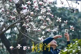 百花公园玉兰花大道静待绽放 下周末将进入盛开期 | 镜相图片