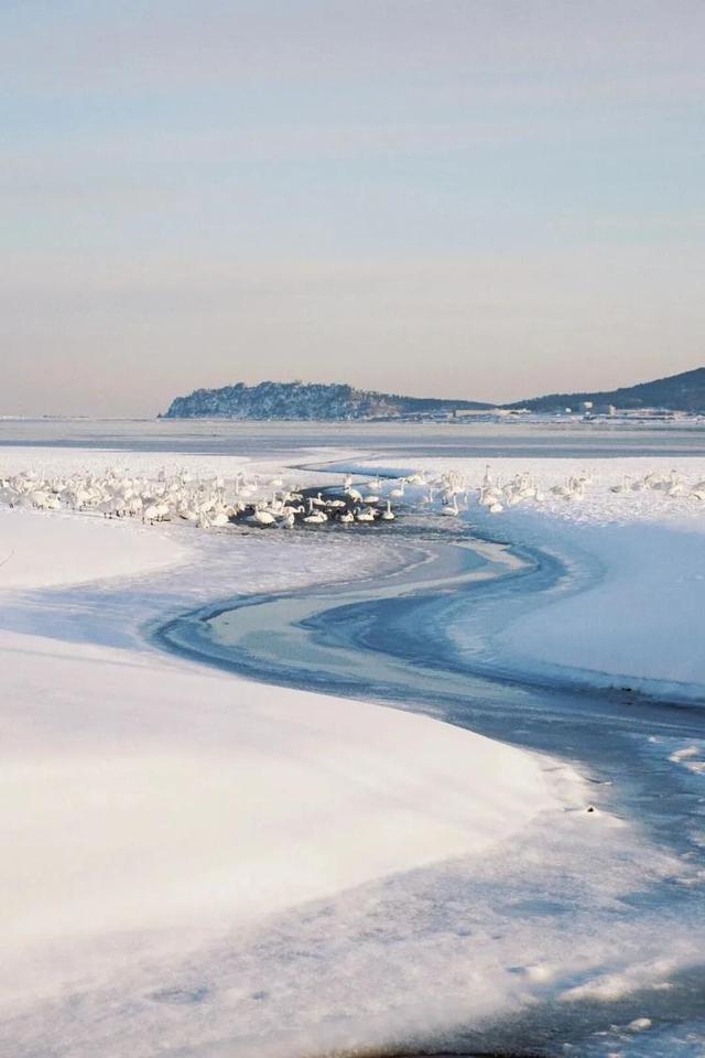 去什么北海道，冬日里的威海不是“平替”，是天花板！