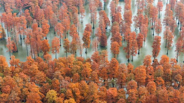 武汉涨渡湖湿地池杉红遍宛如童话世界