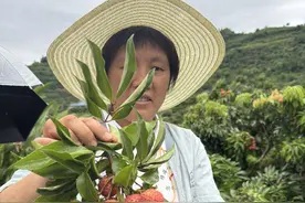 “荔枝中的爱马仕”熟了！宜宾叙州荔枝季来了，村民最贵一棵树产值超1.2万元图片