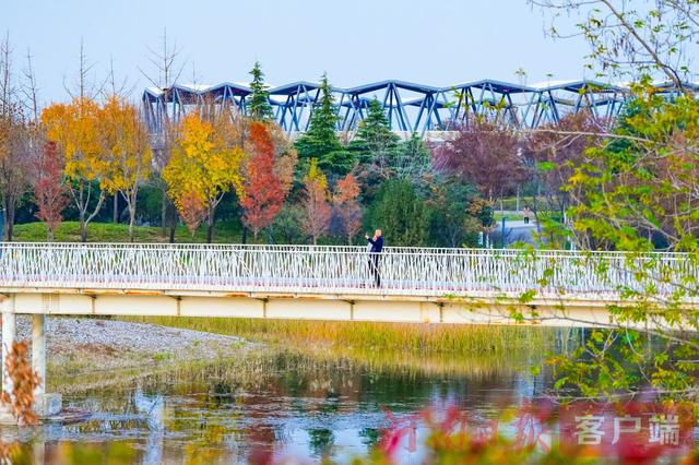 印象港区｜满目金黄，是秋写给冬的告白