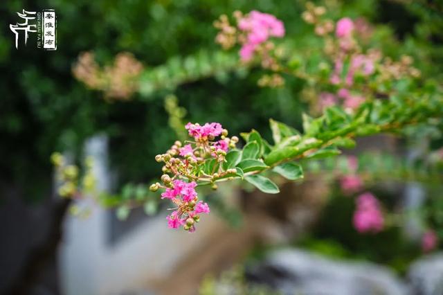秦淮花事｜紫薇