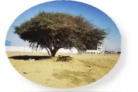 沙漠中的那棵皂荚树图片