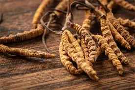 常用中药100味｜冬虫夏草——补肺佳品图片