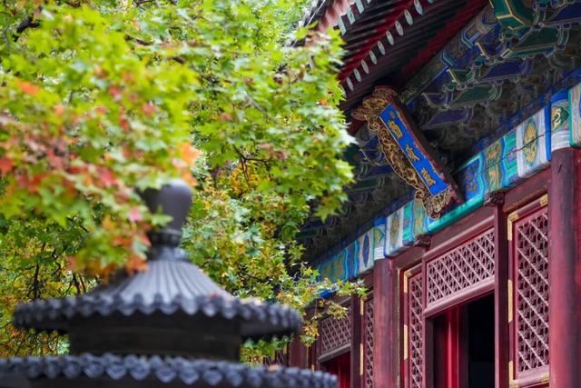 赏红“顶流”又红了！香山公园赏秋全攻略