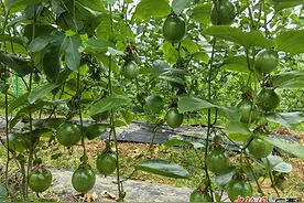 南宁西乡塘区金陵镇“钦蜜9号”黄金百香果甜蜜上市图片