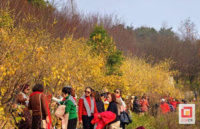 香气满园！自贡盐都植物园邀您赴一场冬日幽香之约