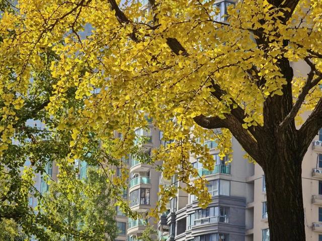 红花槭火红、银杏金黄、乌桕美如油画……静安这里藏着一片绝美秋色→