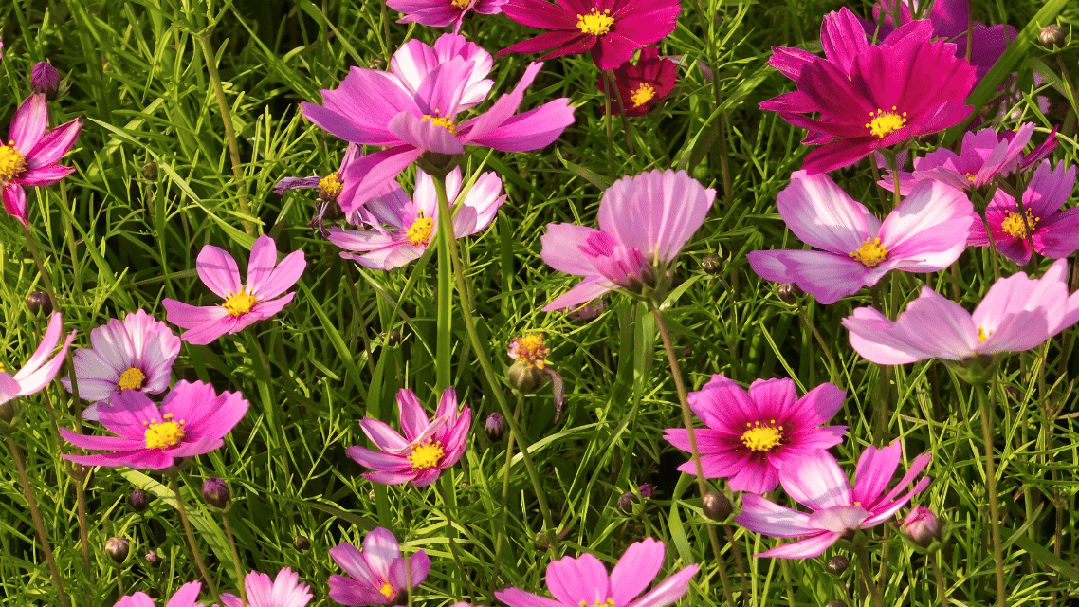 大寒游清城：红杉、花海、甜果，品尽冬日三味