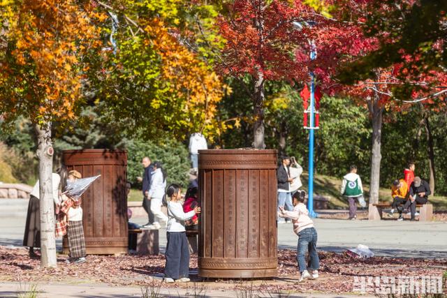 青岛深秋处处“鎏金”，美不胜收！