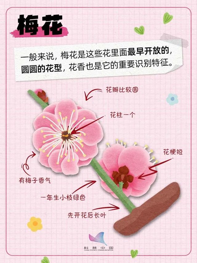 徐州这条路，美出圈了！