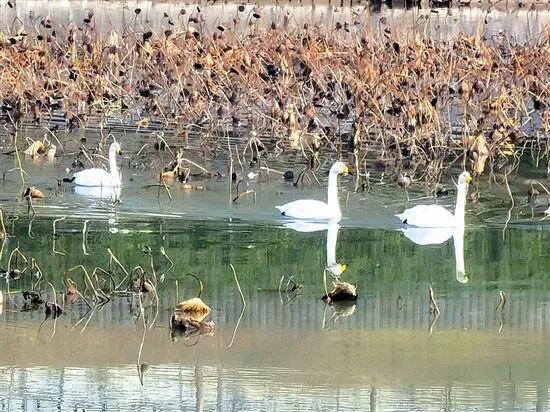 光影中的三门峡（560）