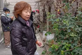 旧改里的“绿色牵挂”，该何去何从？图片