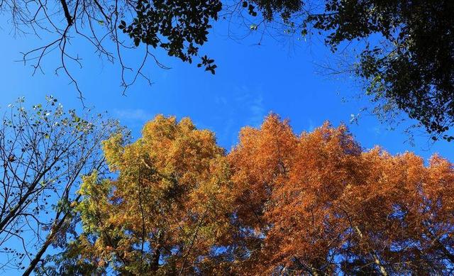 鹤峰中营：红红水杉醉冬阳