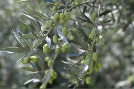 亩产量1039公斤！东川油橄榄品种“米佳”创高产图片