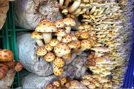 青岛故事｜20多平方米放5000菌棒！封闭种植、喝崂山水，山珍住上“智慧别墅”图片