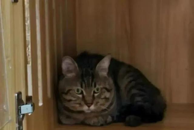 主人欠钱狸猫被法拍，引超4000人竞拍！猫咪的最终归宿在哪儿？律师解读