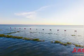洞庭月历丨6月·水草：在大湖的柔波里，荡漾图片