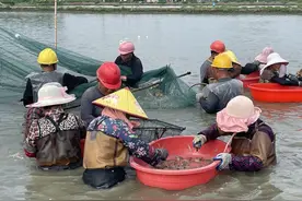 高邮大虾闯“三关”，迈出强村富民新步伐图片