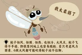 世界蚊子日 防蚊开脑洞：风雨究竟能不能“消灭”蚊子？图片