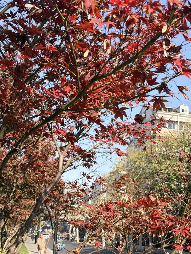 秋冬限定美景上线！快来长宁这个小镇打卡吧→