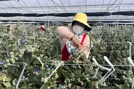 ​美好生活在云南｜果大、果肉脆甜！玉溪江川蓝莓上市图片