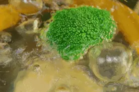 胖人吃西兰花真的能减脂图片
