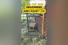 流浪两个月，卡皮巴拉回来了！网友：给园长省钱了图片