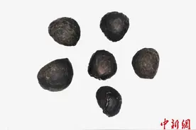 重庆关口西汉一号墓出土大量植物遗存 为葬俗研究添实证图片