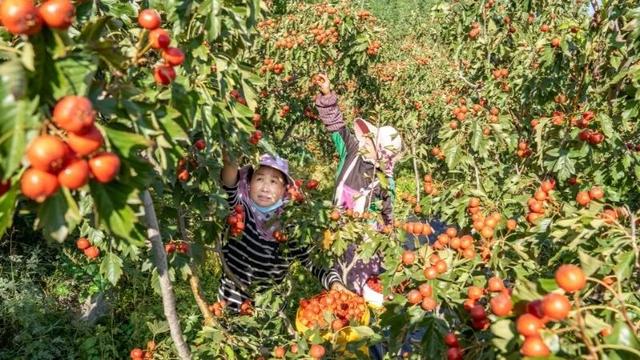 小编带你一站式打卡淄川N个宝藏采摘地！