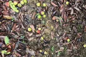 从定损到支付赔款仅半天！东莞政策性农险理赔跑出“加速度”图片