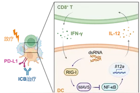 上海交大邓刘福教授团队在《Science Immunology》发表肿瘤免疫逃逸机制研究新成果图片